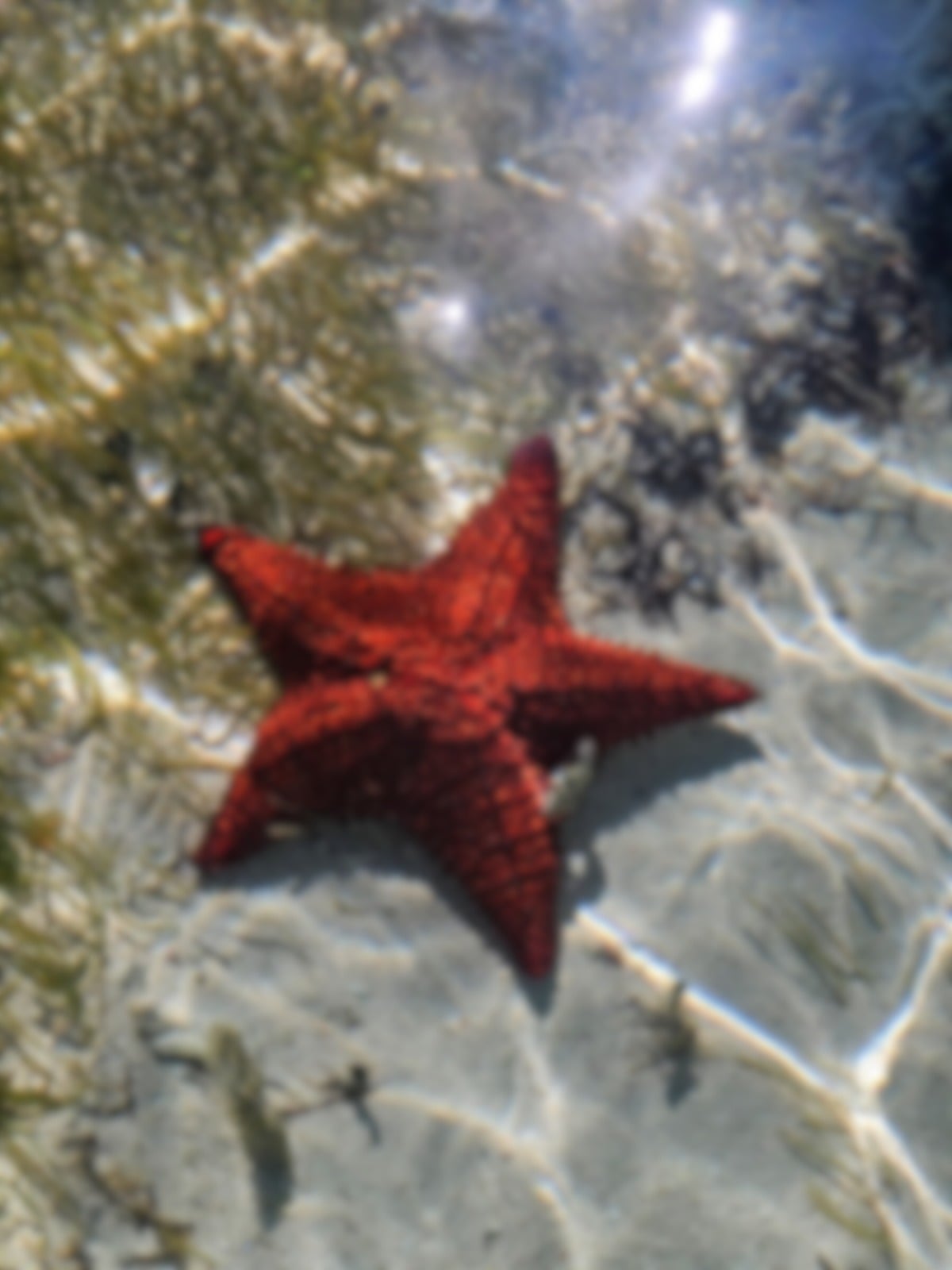 A starfish in the shallow waters of the Belize Barrier Reef