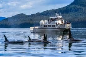 Orcas swimming near a whale-watching boat
