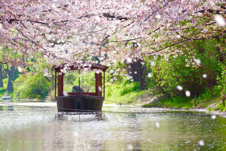 A boat on a canal beneath cherry blossoms in Kyoto