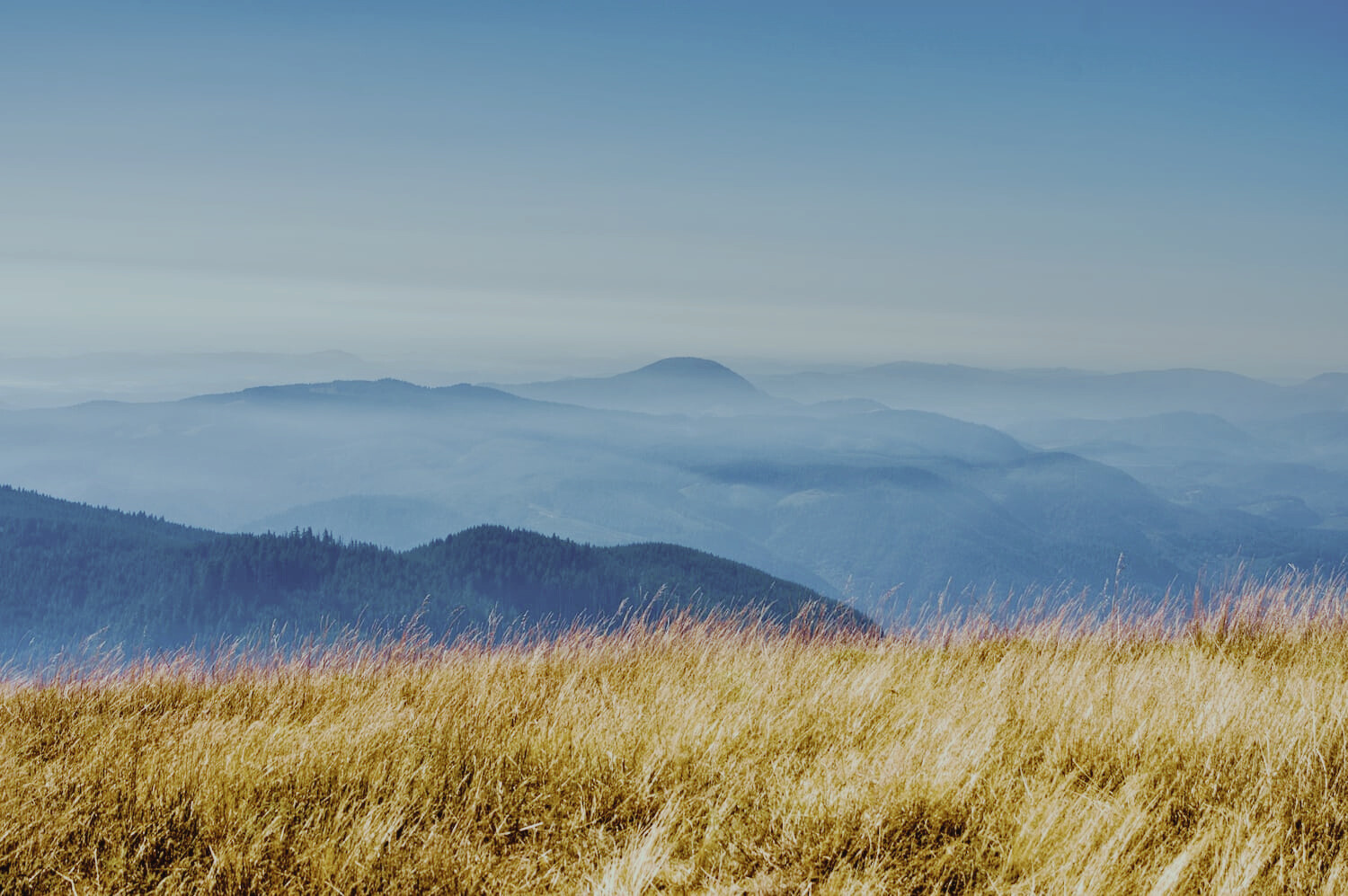 Golden grass and misty mountain ridgelines near Mary's Peak